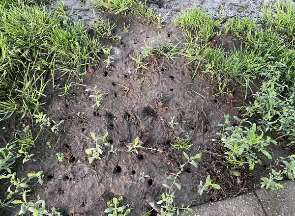 Holes in the ground dug by emerging periodical cicadas