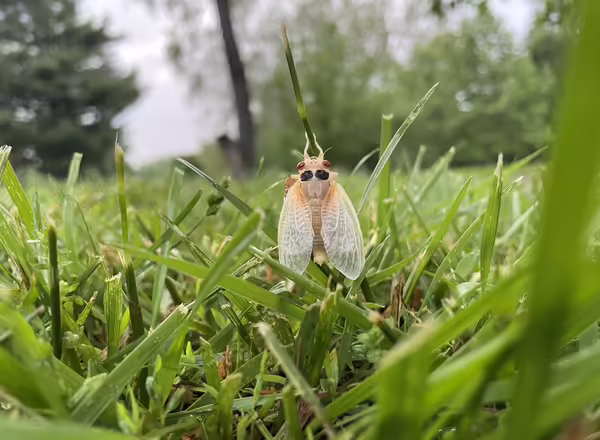 Newly emerged adult cicada that is still white