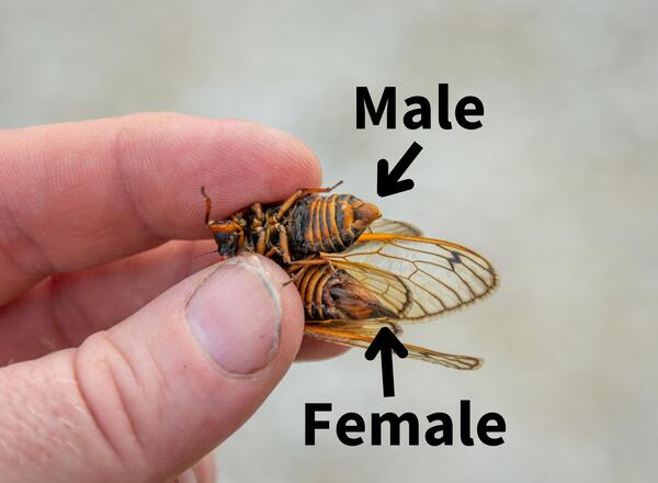 Male and female periodical cicada