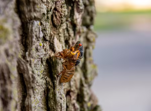 Periodical cicada that was unable to fully emerge from nymphal skin