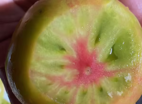 red, green, and yellow colors of an heirloom slicer tomato