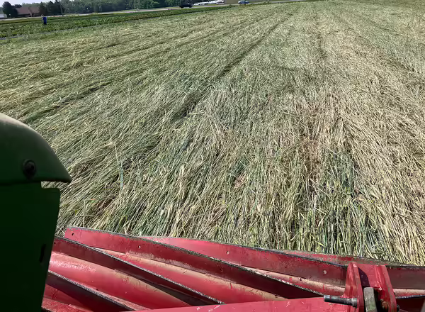 tractor pulling implement that is flattening a field of cereal rye