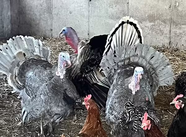 heritage breed turkeys and chickens