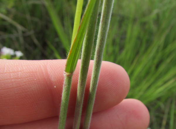 hand holding three stems of Junegrass, which have short soft hairs on the leaf sheaths