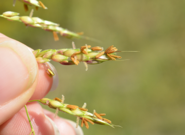 fingers holding clump of spikelets