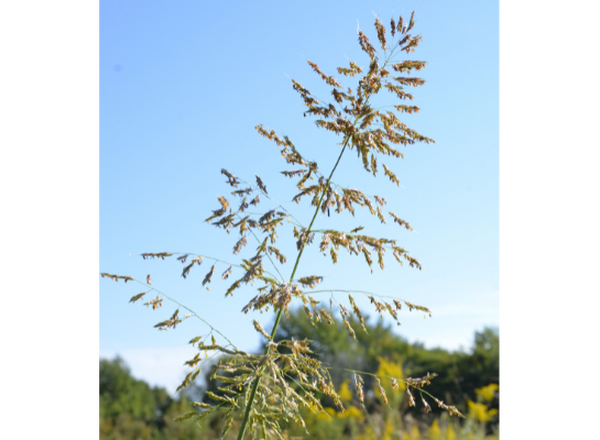 panicle inflorescence of Johnsongrass against the blue sky