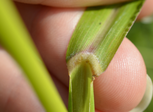 hand holding grass blade back to show absence of ligule