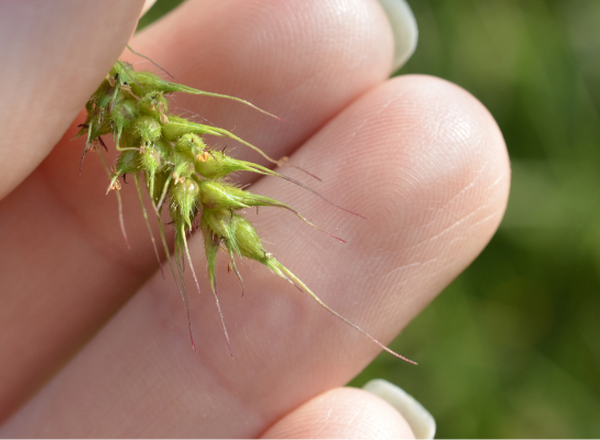 hand holding spikelets of a grass, with long awns visible