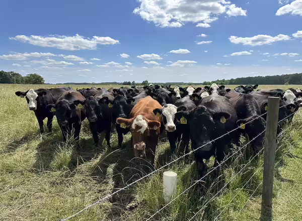 cows