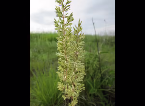panicle inflorescence of Junegrass with light green spikelets and red stems