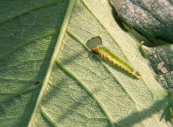 bristly roseslug larva feeding on rose leaf