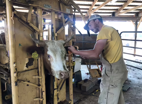 person with cow in chute