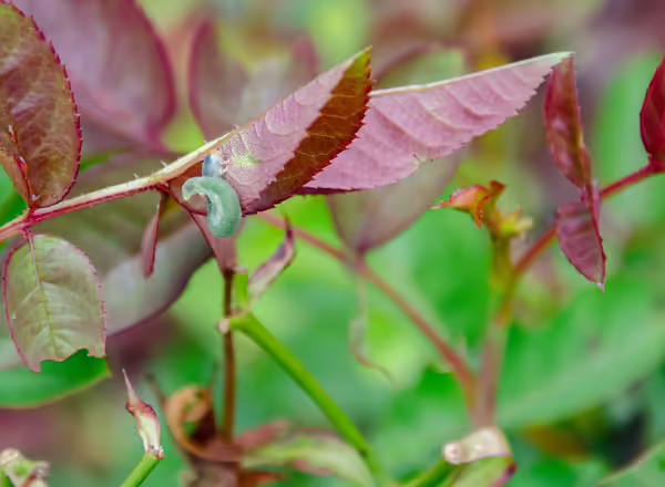 Curled rose sawfly feeding on rose leaf