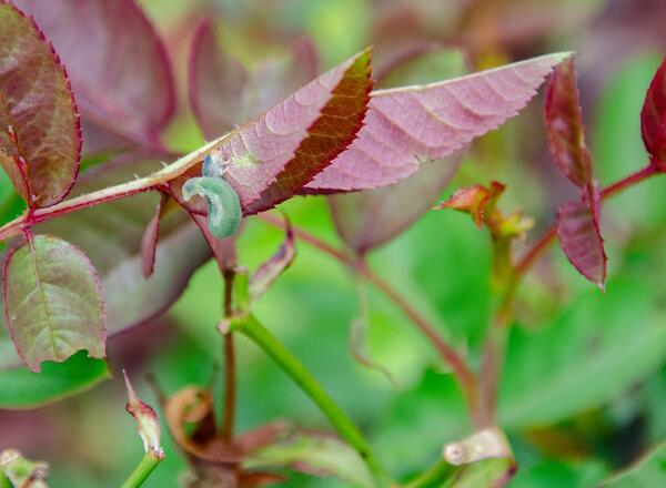 Curled rose sawfly feeding on rose leaf