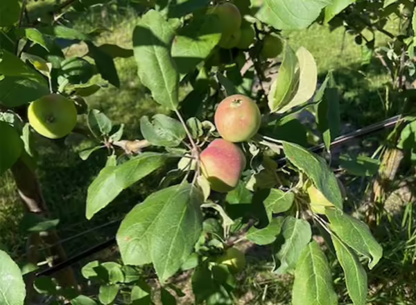 two apple fruits with a hint of red hanging on an apple tree branch