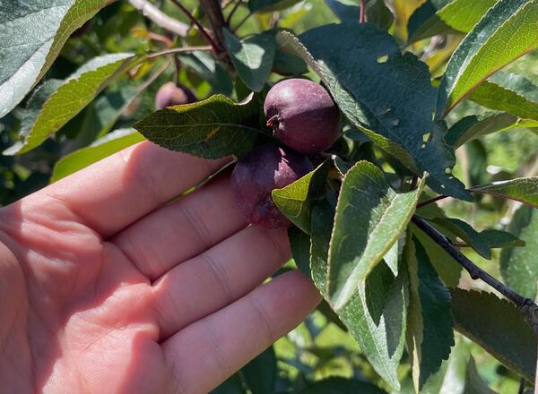 young deep red apple fruit on branch