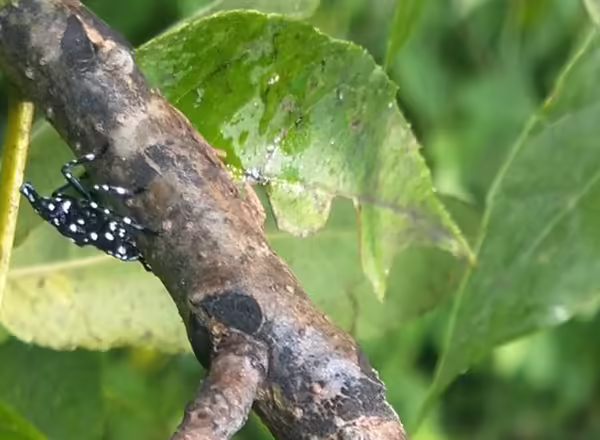 first-third instar nymph (black)