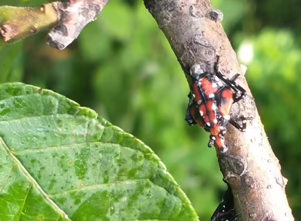 fourth-fifth instar nymph (red)