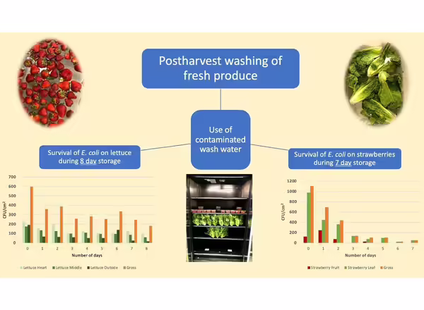 picture with graphs and pictures of strawberries and lettuce