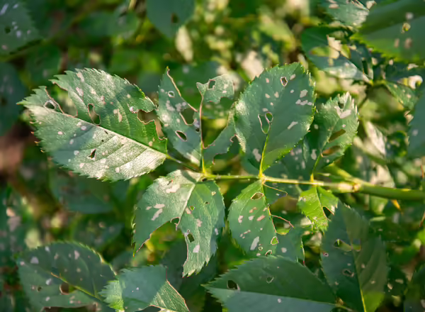Feeding damage caused by roseslugs
