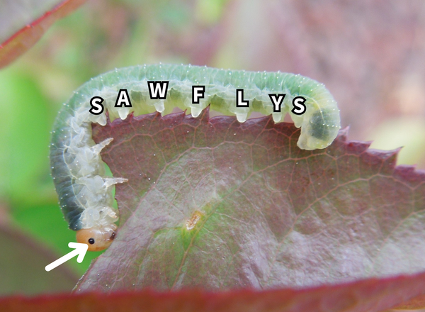 Sawfly larva have large eyes and at least 6 prolegs, enough to spell sawfly