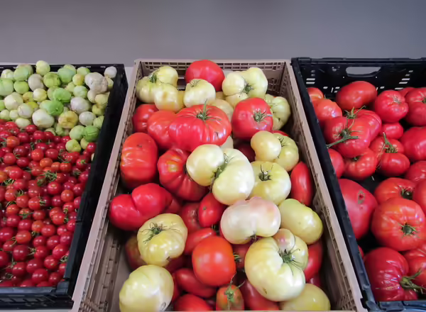 Tomatoes