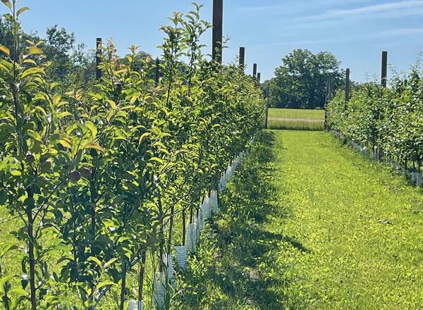 row of young apple trees with white trunk guards