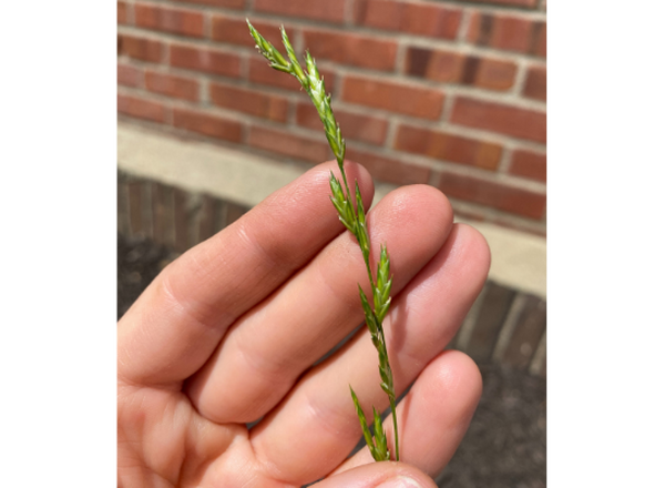 hand holding beakgrass showing flowering clusters