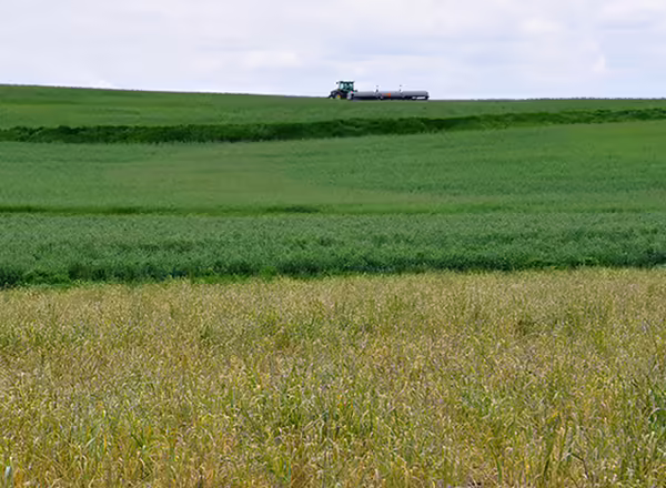 A field with green crops and a tractor.