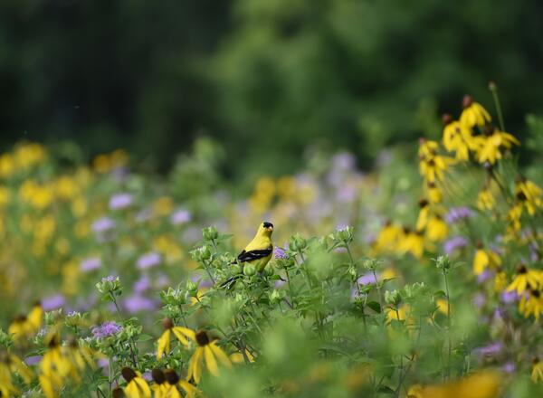 American goldfinch perched on flower.
