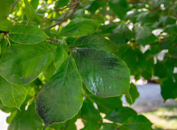 Honey dew and sooty mold on a magnolia leaf