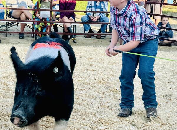 Raylen Conrad is laser-focused during the 4-H Swine Show during the 2024 Jo Daviess County 4-H Fair.