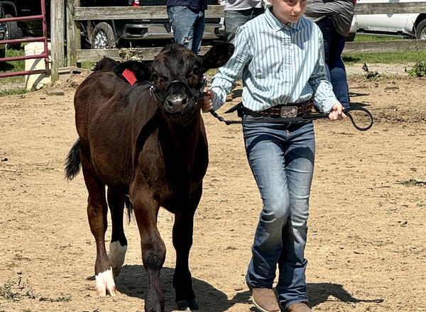 Layna Kretschmer, Elizabeth, bringing her bucket calf into the show ring during the beef show.