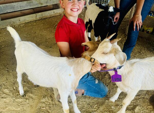 Celia Berning, Menominee Achievers 4-H Club, with her goats as she waits to go into the show ring.