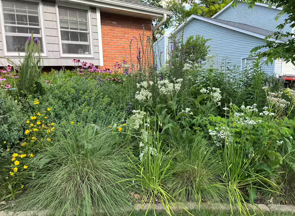 landscape with native plants