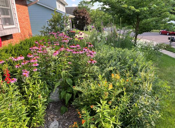 landscaping with native plants