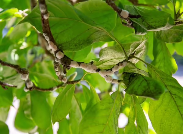 Magnolia scale covered in a white, powdery, waxy substance.