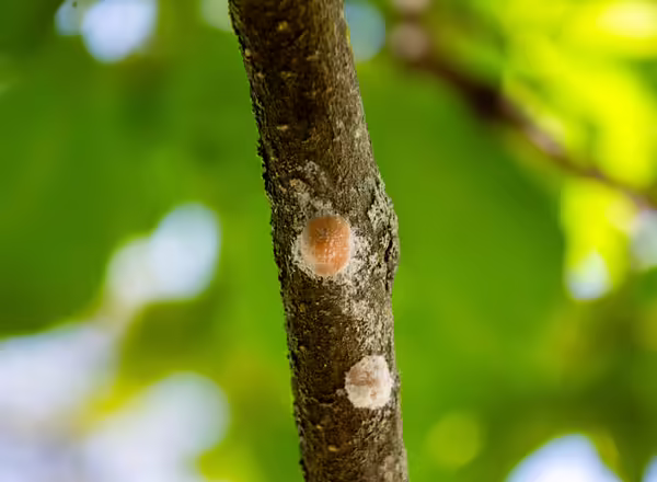 Underneath the white wax, magnolia scale's bodies can vary in color from pinkish to purple to brown.