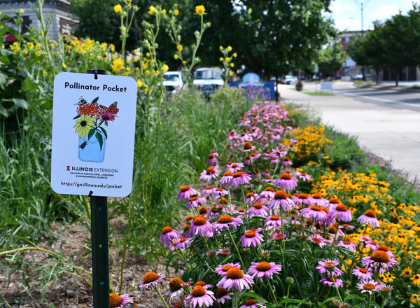 A Pollinator Pocket Sign in a garden of native plants.