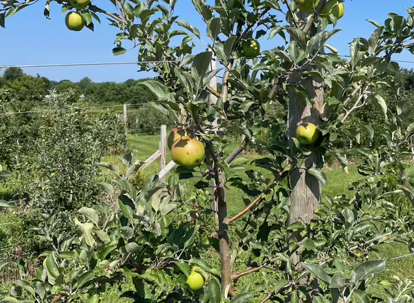 apples growing on a tree