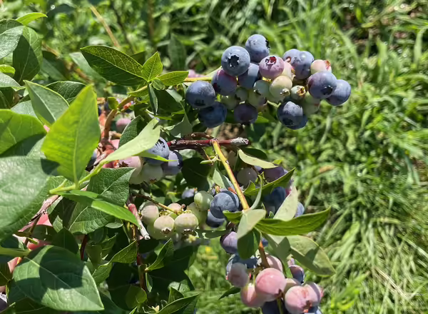blueberries on a bush