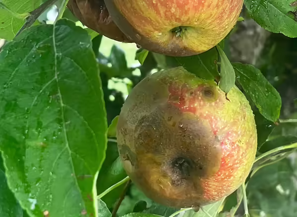 'Honeycrisp' apples on a tree