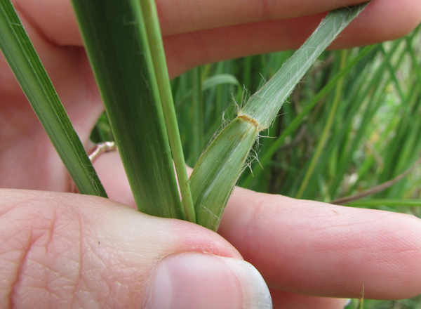 hand holding leaf blade back from stem