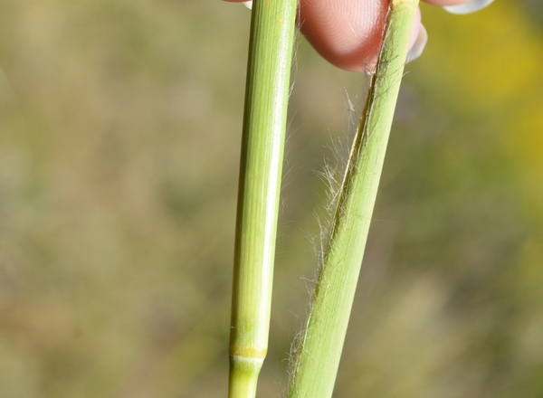 hand holding grass stem and leaf