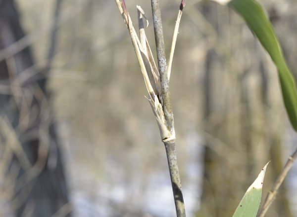 stem of giant cane