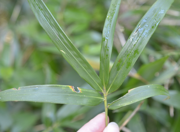 leaves of giant cane