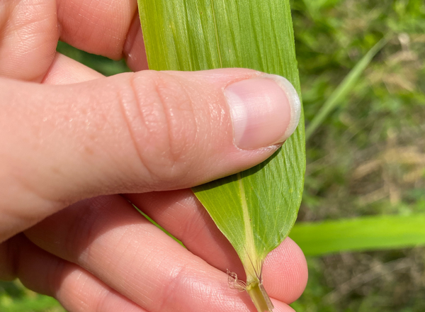 hand holding leaf