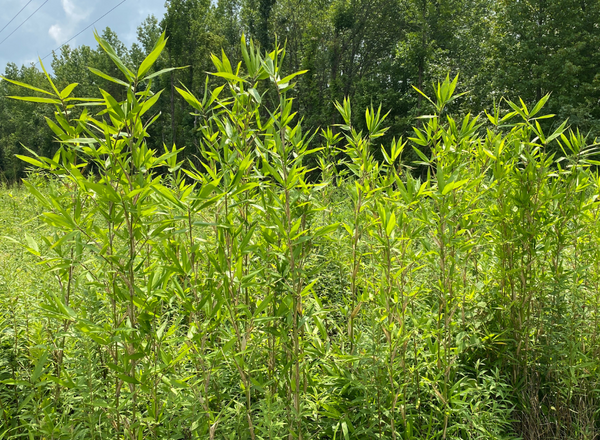 clump of giant cane