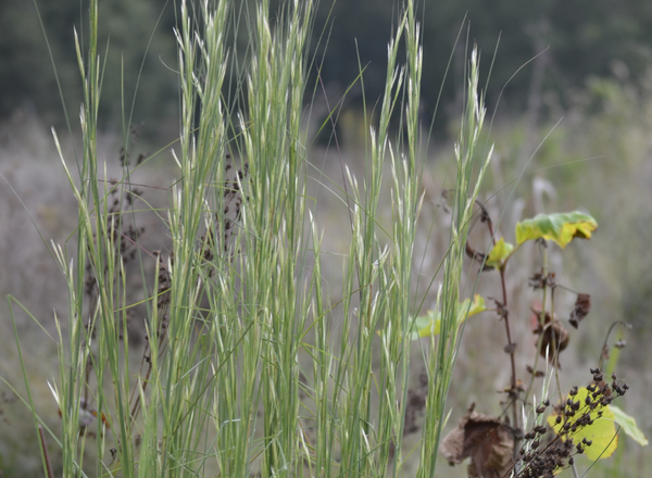 clump of grass