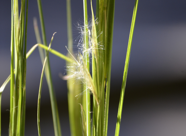 grass flower of little bluestem